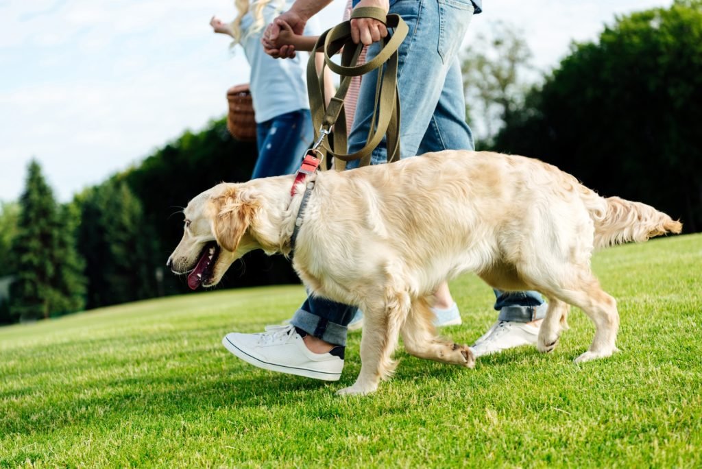 cropped shot of family walking with dog on green lawn at park