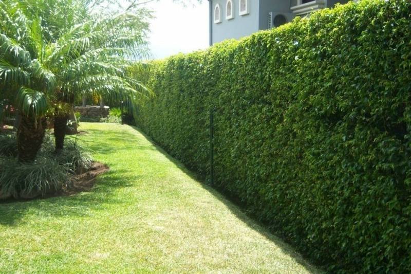 mejores-plantas-para-cerco-vivo