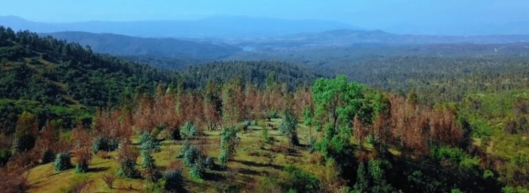 VISTA-NORTE-VERDE-MAR-768x280